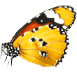 https://husse43.fr/wp-content/uploads/2019/08/butterfly.png