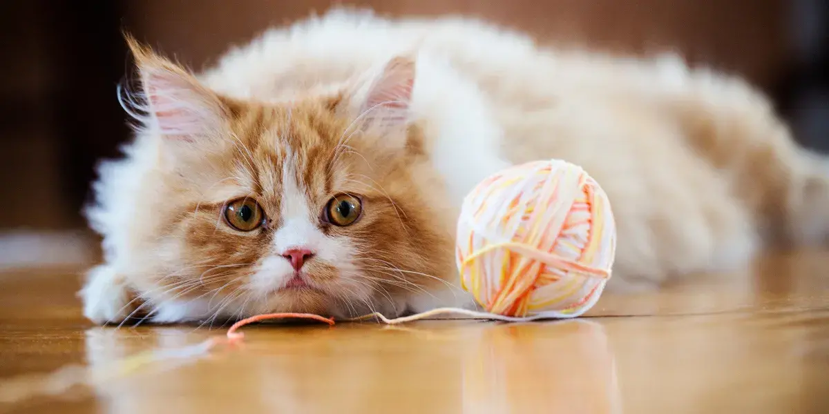 Pourquoi les chats stérilisés prennent-ils du poids ?