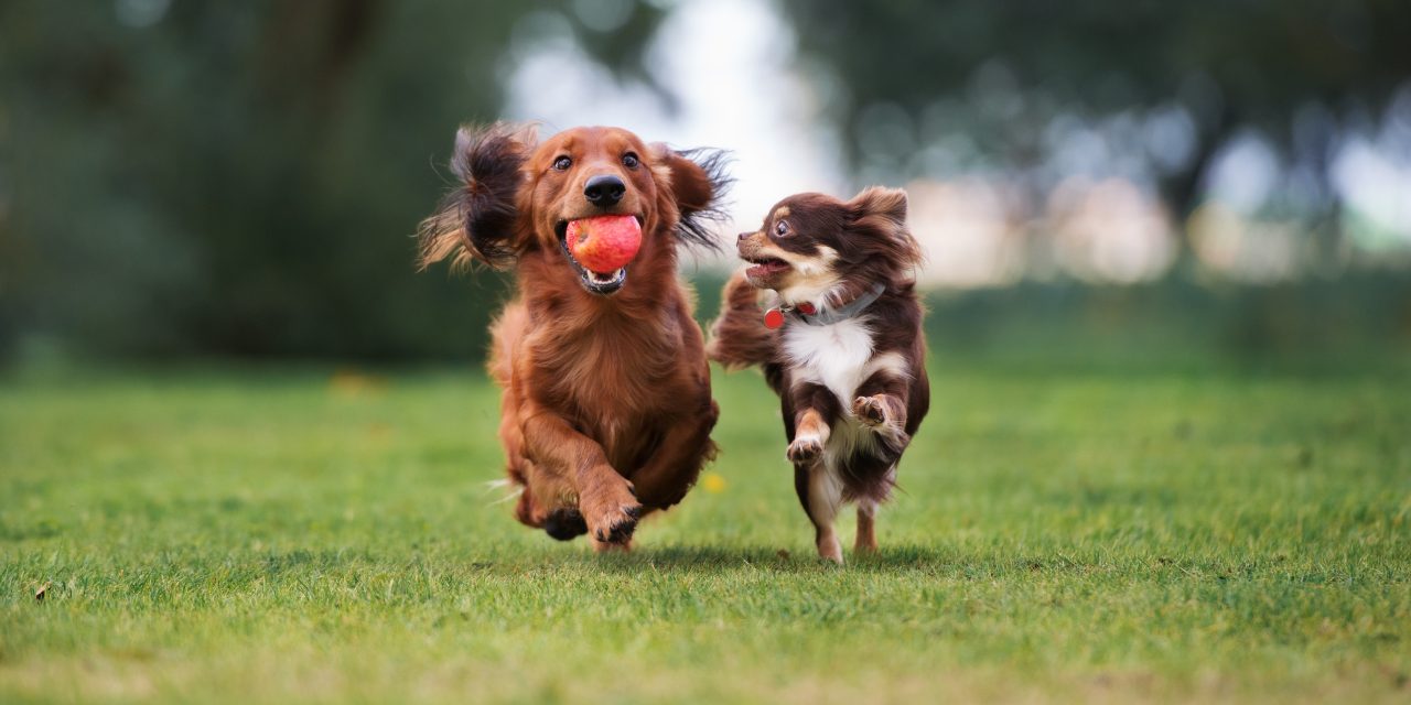 les croquettes husse pour votre chien
