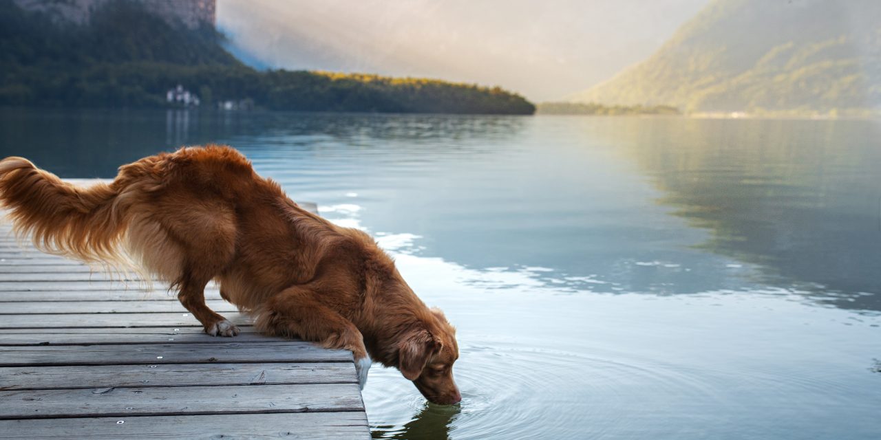 LE CHIEN ET LA CANICULE : COMMENT LE PROTÉGER QUAND LE MERCURE S’EMBALLE ?